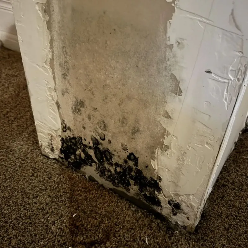 Professional Mold Removal in Jefferson County, IL